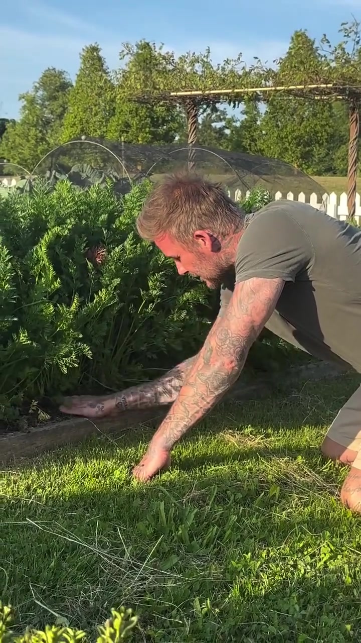 沒想到貝克漢姆種菜也這么出色種出來的胡蘿卜都分叉了