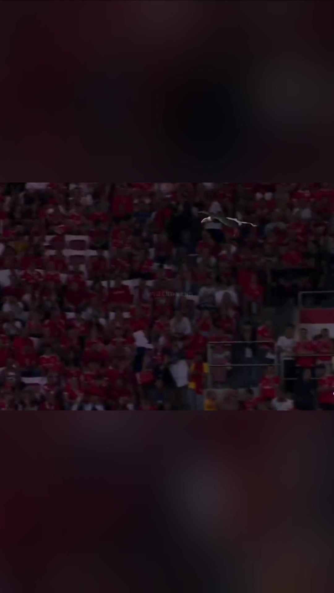 足壇最特別的開場本菲卡每場比賽前都有一只雄鷹在翱翔