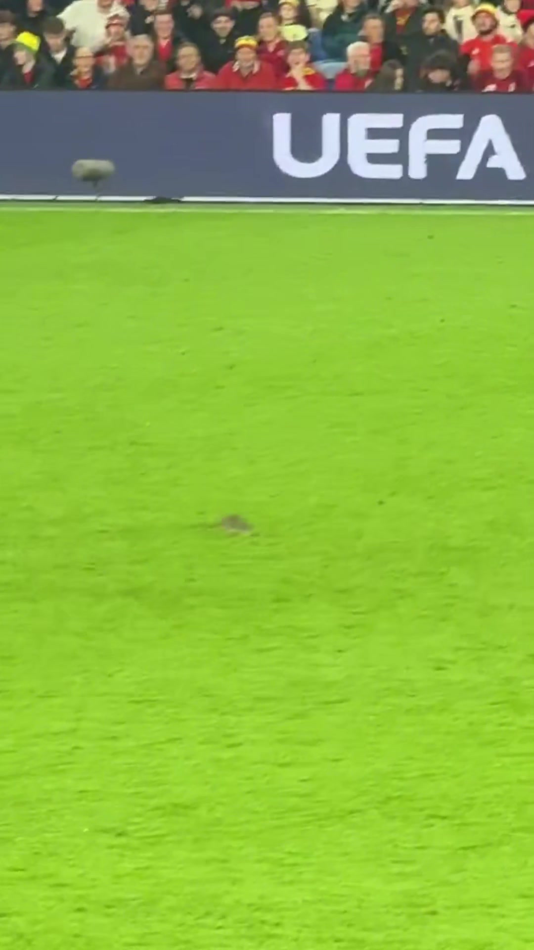 老鼠闖入球場庫爾圖瓦想抓住但失手威爾士球員將其驅趕出場